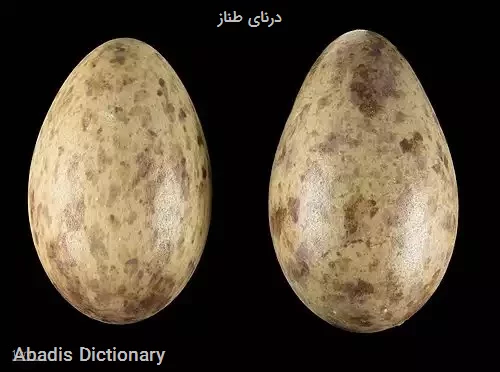 درنای طناز